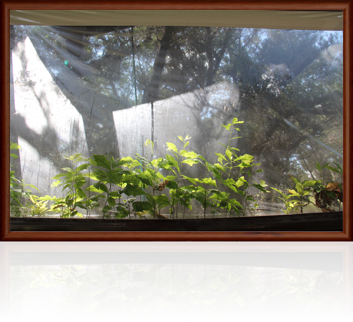 Image of a living art wall with forests inside, created by austin texas artist