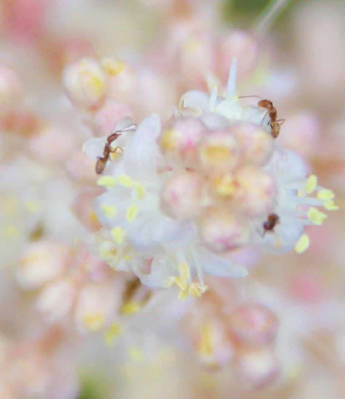 Picture of a beautiful flower with ants standing within