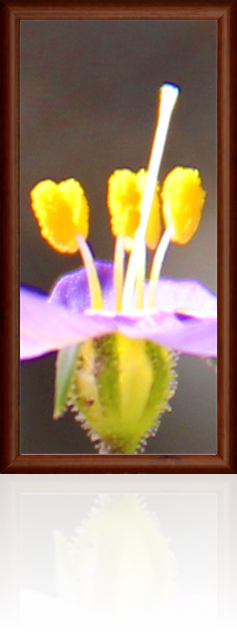 Image of a flower with high details as part of an austin art show